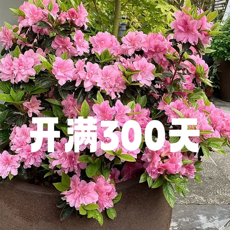 年宵花安酷杜鹃原生苗三季开花爆花机器室内绿植花卉