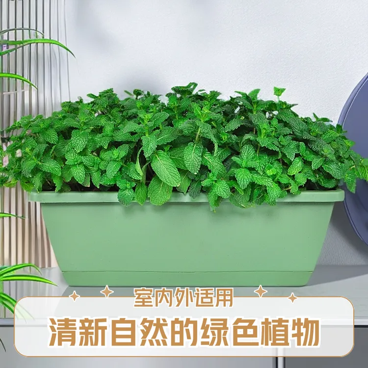 四季浓香绿植留兰香薄荷盆栽蛋糕装饰叶调酒植物香叶室内家庭阳台