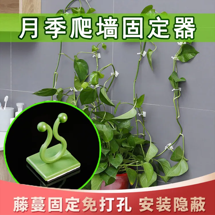 【脱落包赔】月季爬墙固定器绿萝上墙神器隐形无痕免打孔攀爬理线器