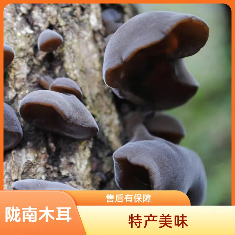 西秦岭原生态黑木耳小木耳林区生长椴木秋木耳口感脆嫩甘肃康县