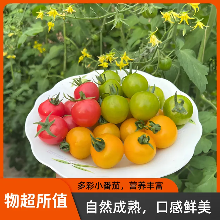 山东现摘三色小番茄组合千禧青甜迷恋香甜爆汁圣女果