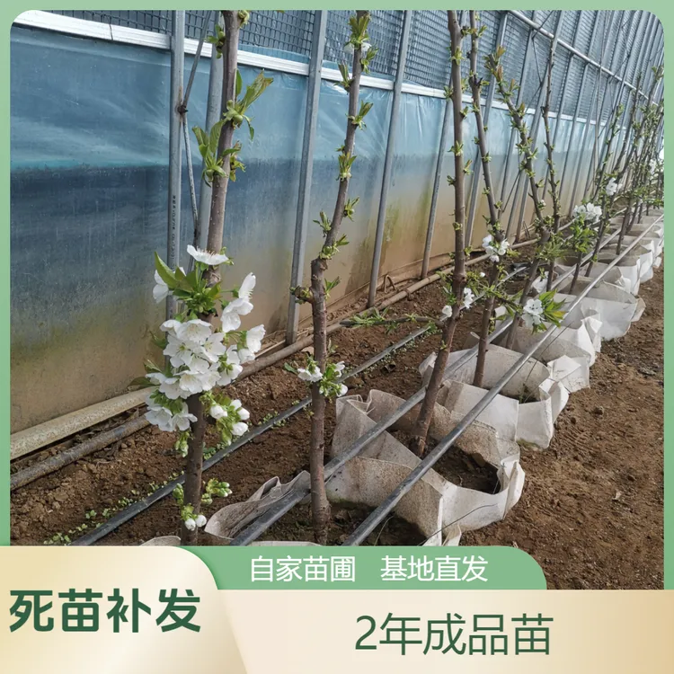 成品【2年带盆带花苞车厘子大樱桃苗】盆栽院栽种植嫁接当年结果