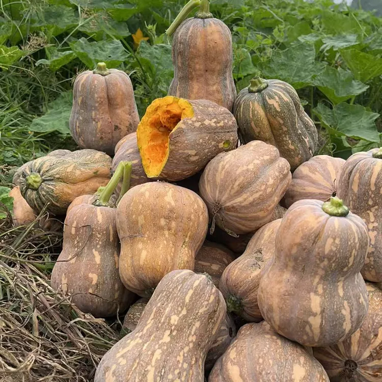 农户自种金香南瓜细腻软糯适合孕妇宝宝辅食