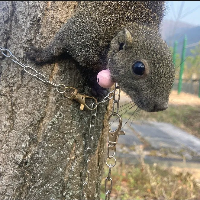 松鼠项圈牵引绳不锈钢防咬防挣脱牵引绳红腹雪地魔王松鼠牵引绳