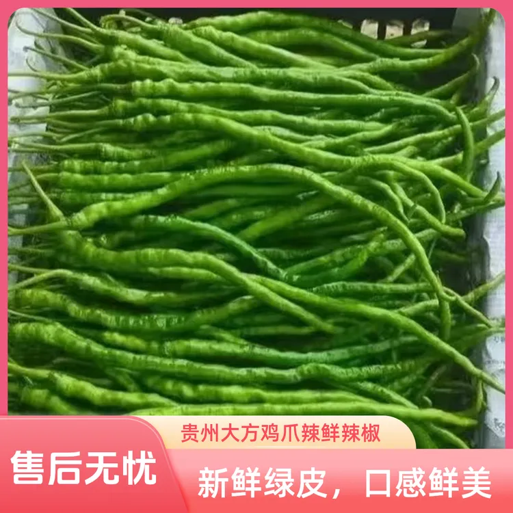 贵州特产大方新鲜辣椒皱椒线辣农家本地辣椒鸡爪辣现采现摘