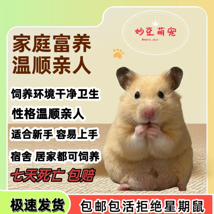 仓鼠金丝熊活体小宠短毛长毛卷毛波利虎纹米熊奶牛眼圈