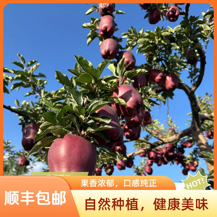 甘肃天水花牛苹果应季新鲜水果老人小孩可辅食放心吃顺丰包邮