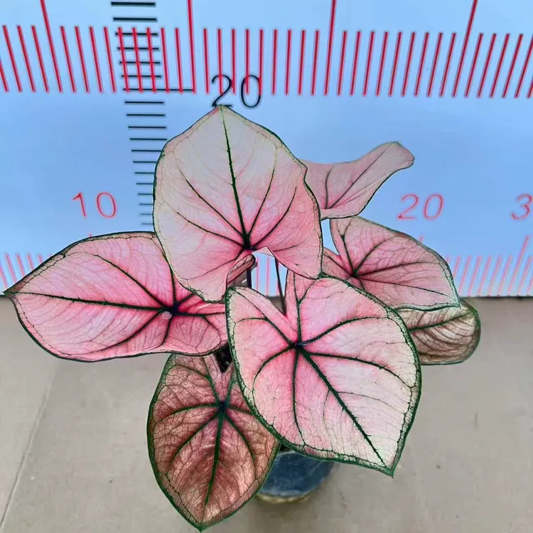 (粉水晶彩叶芋）室内观叶彩叶芋盆栽绿植