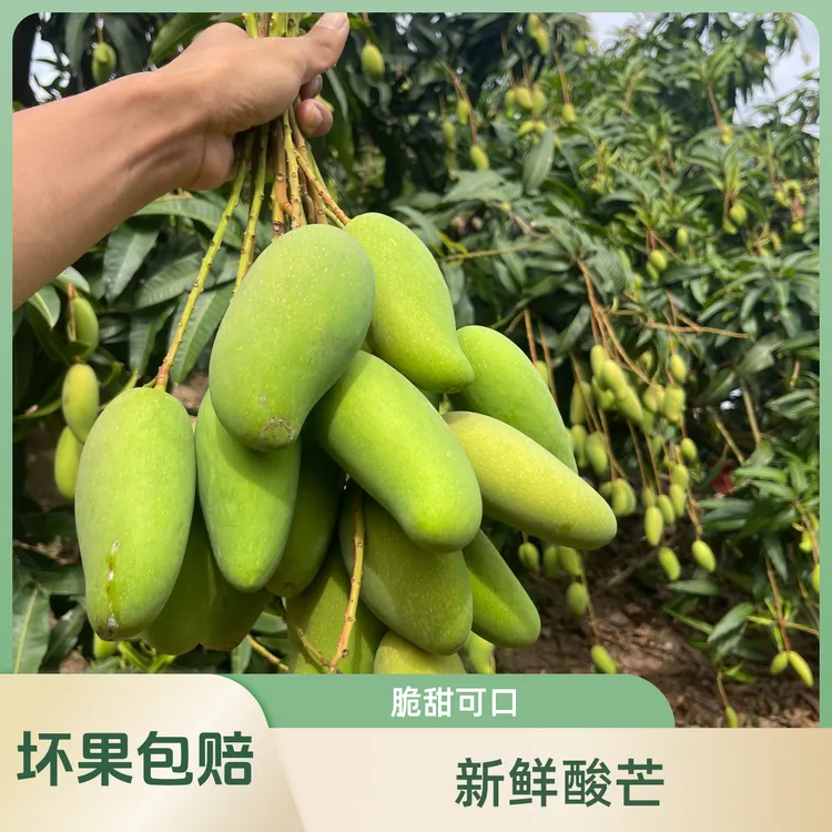 【坏果包赔】生吃酸脆新鲜水果酸主播新鲜酸芒果象牙芒果生脆青芒果