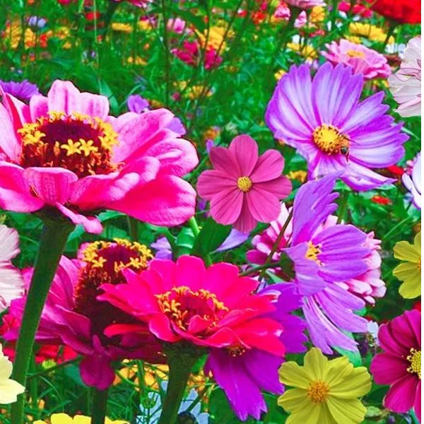 耐寒开花混色五十几个品种野花组合种子适合庭院花海室外播种