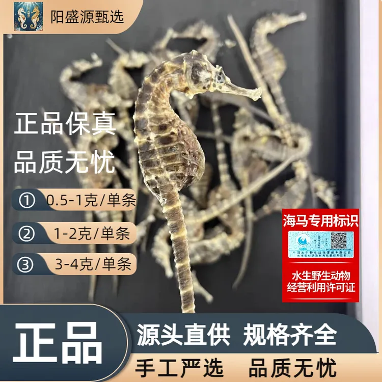 【正品溯源码】海马 公母配对 炖汤泡酒专用 滋补品 海马泡酒专用