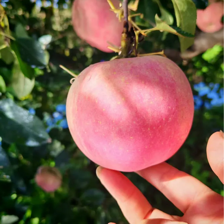 【坏果包赔】产地直发 2025红富士苹果脆甜多汁烟台栖霞苹果