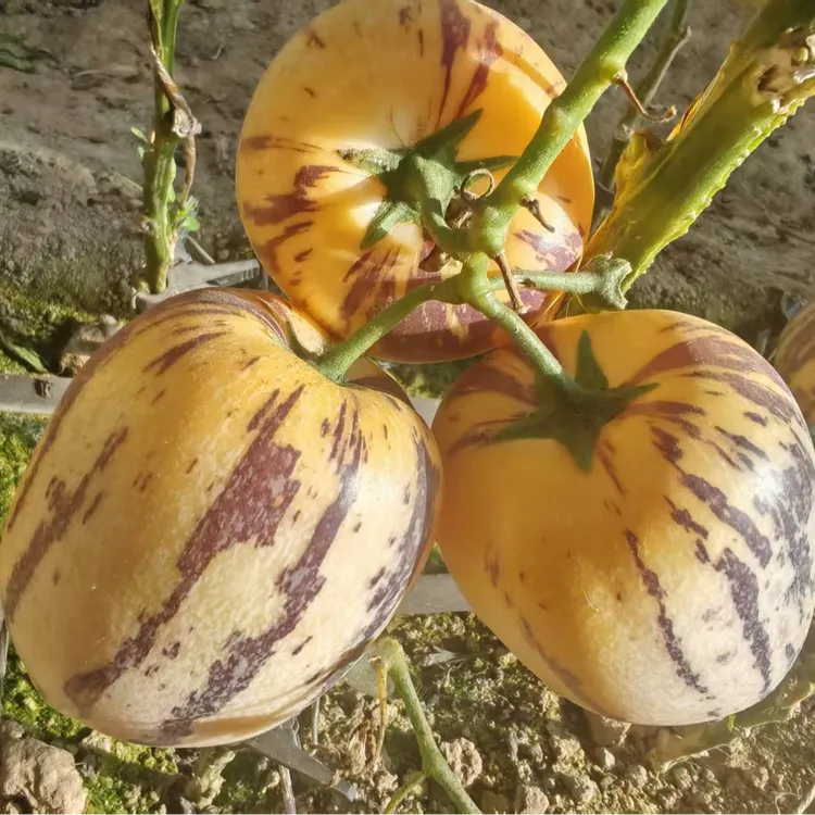 甘肃民勤沙漠人参果大果清甜多汁新鲜水果新疆包邮新疆同胞的福利