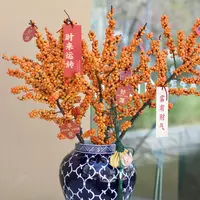 【云舍花卉】50A【爱马仕橙】冬青【一单包邮不参与凑单】掉果介意勿拍