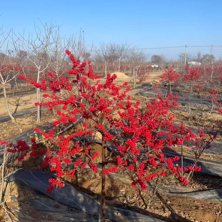 自营一物一拍北美冬青盆栽耐寒耐热易养适合室内外摆放的高端绿植