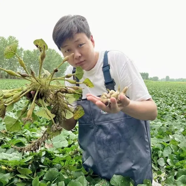湖北新鲜老菱角净重3斤，5斤包邮