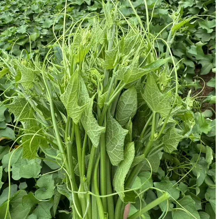 贵州佛手瓜尖现采现卖高膳食纤维