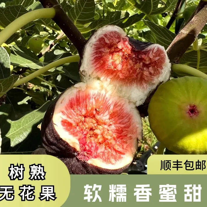 云南树熟无花果软糯香蜜甜产地直发现摘现发坏果包赔（顺丰包邮）