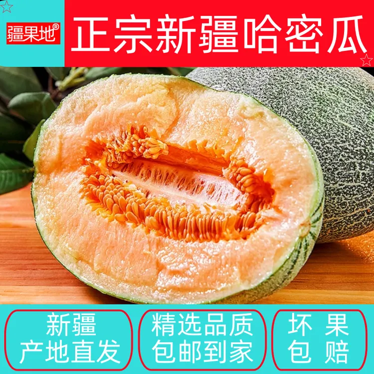 新疆哈密市淖毛湖《哈密瓜》西州蜜地现摘现发包邮到家脆甜爽口