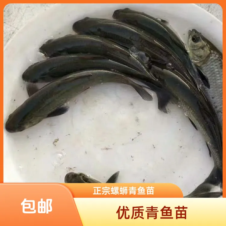 优质青鱼苗 正宗螺蛳青鱼苗 鱼塘养殖鱼场直供 包邮