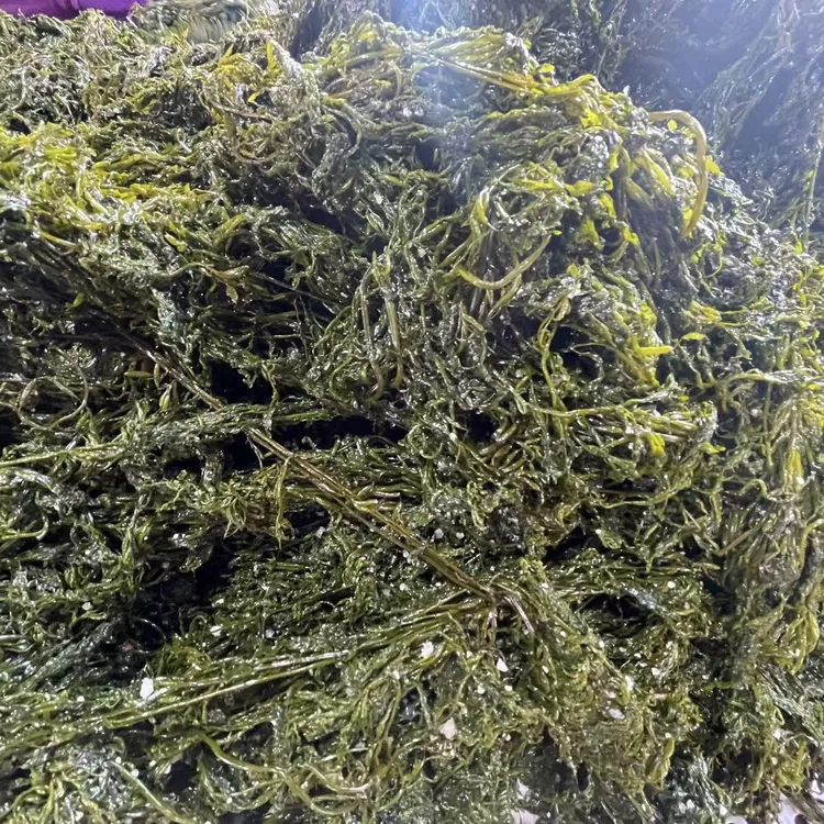 盐渍马尾藻 鞭炮笋 海洋蔬菜 凉拌火锅包子 净重5斤