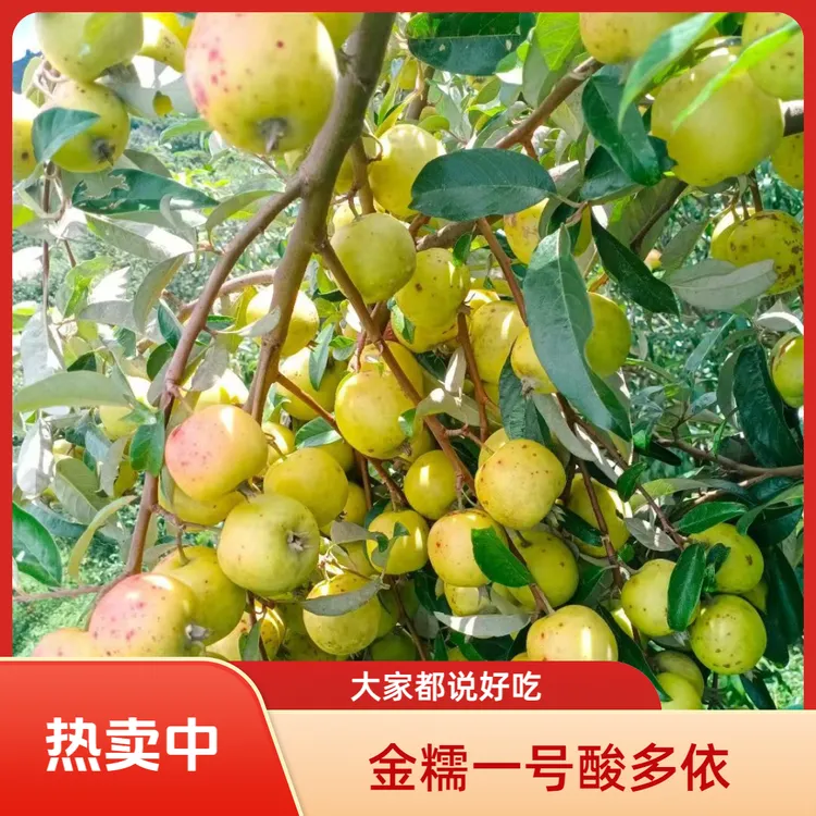 云南糯扎渡金糯一号哆依果孕妇馋嘴酸果子金糯一号哆依不涩酸甜