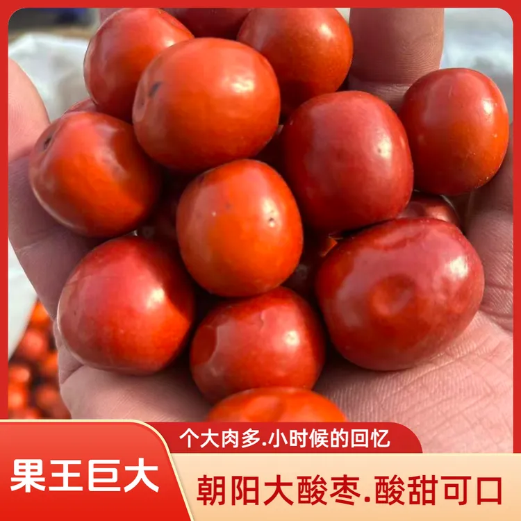 辽宁朝阳大酸枣个头大果肉饱满大山枣微甜酸口孕妇水果包邮