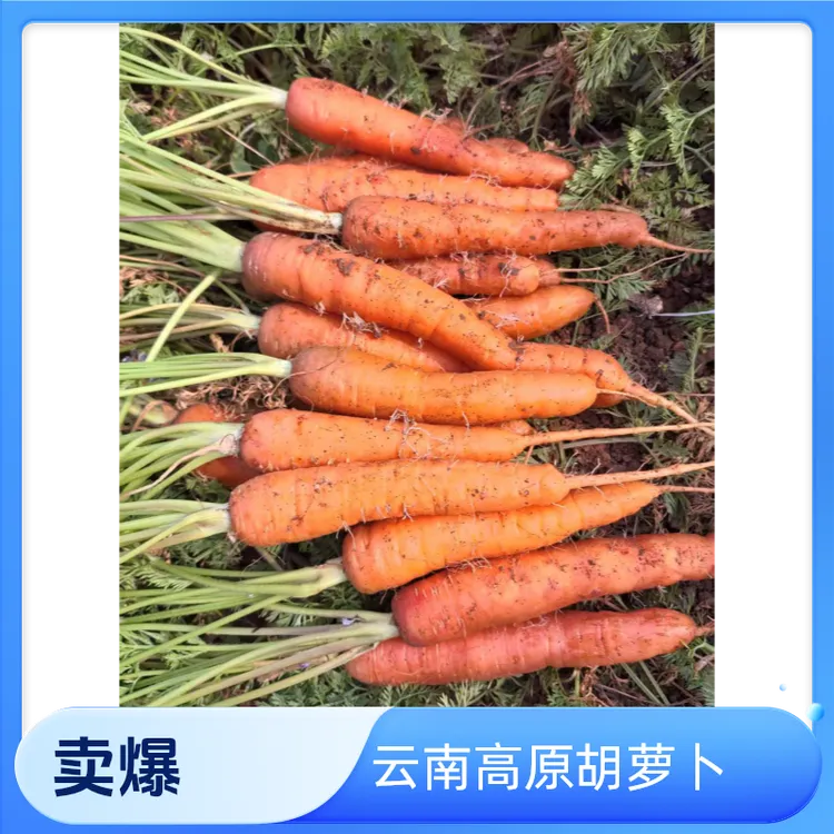 云南高原绿色无污染甜脆胡萝卜（露天）