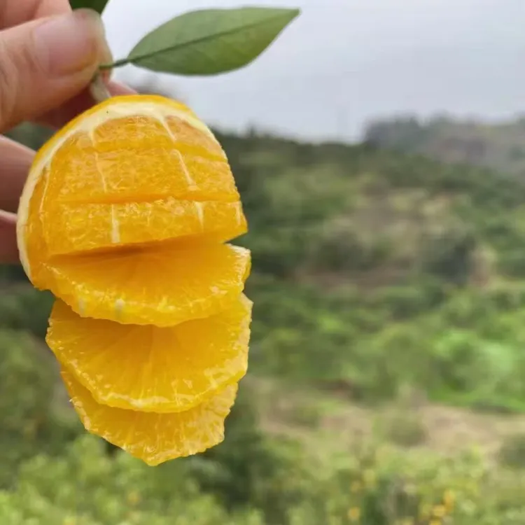 湖南怀化冰糖柑高山当季果冻橙