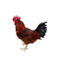 【九斤红】家用养殖户外天落鸽笼鸡金属网可装7只加密进口结实耐用