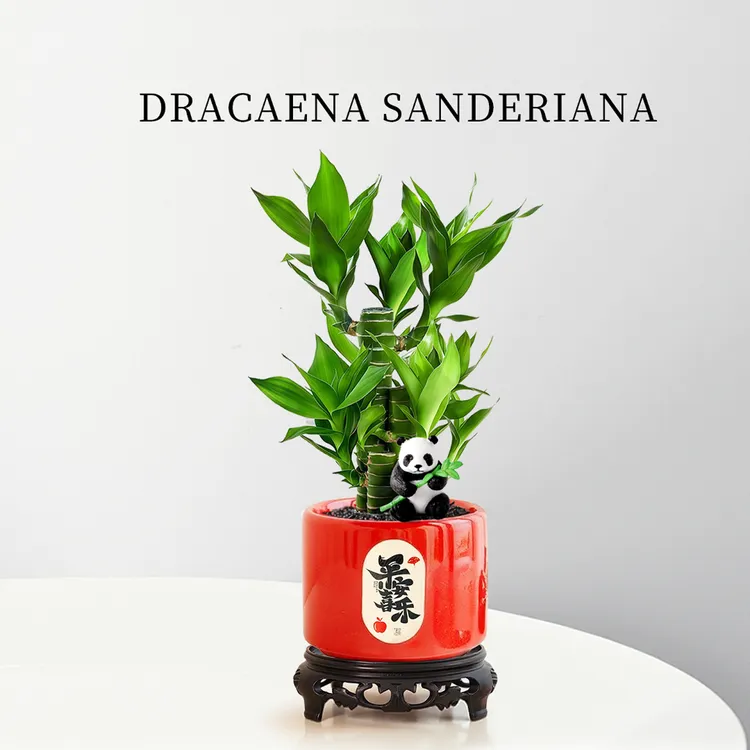 富贵竹盆栽客厅室内绿植桌面好养活四季常青植物招财送礼花卉盆景
