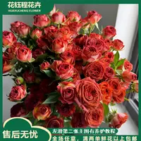 巧克力多头玫瑰  任意2单以上发货包邮  鲜花直发