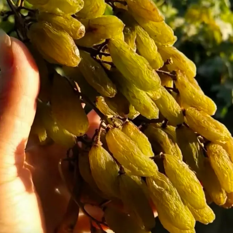 25年新货新疆沙漠原色无清洗绿香妃葡萄干2斤装产地包邮