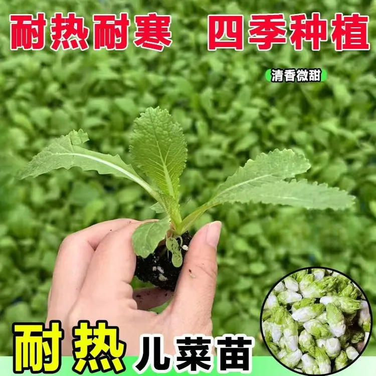 儿菜种苗娃娃菜抱子芥菜四季秋冬南北方露地阳台好养蔬菜种籽大全