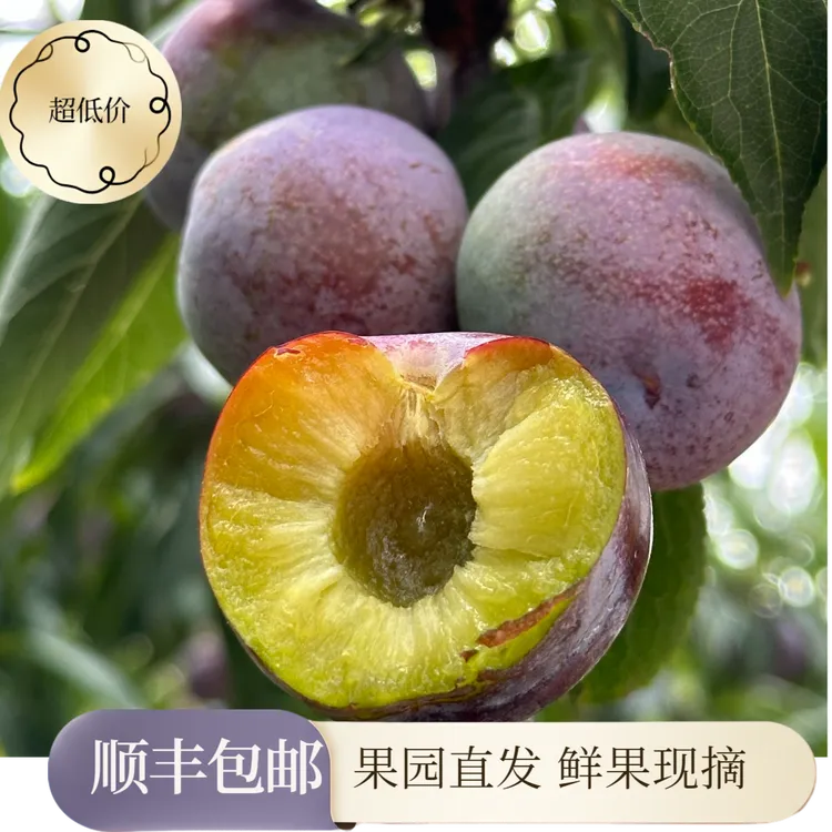 [顺丰包邮]四川高山新鲜应季脱骨脆红李樱桃脆脆甜多汁肉厚爽脆