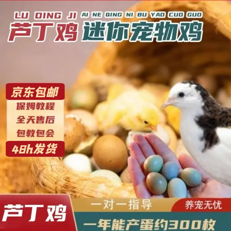 芦丁鸡活体宠物母鸡捡蛋迷你家养混色45~60天成年鸡京东小芦丁鸡