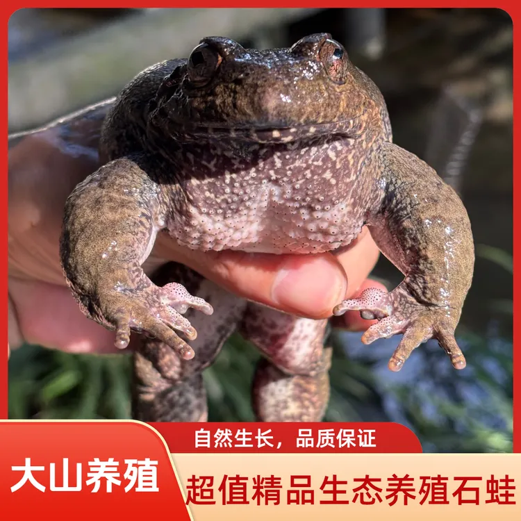 精品石蛙（4两蛙）大山生态养殖泉水养殖石鸡石洞现抓现发基地直发