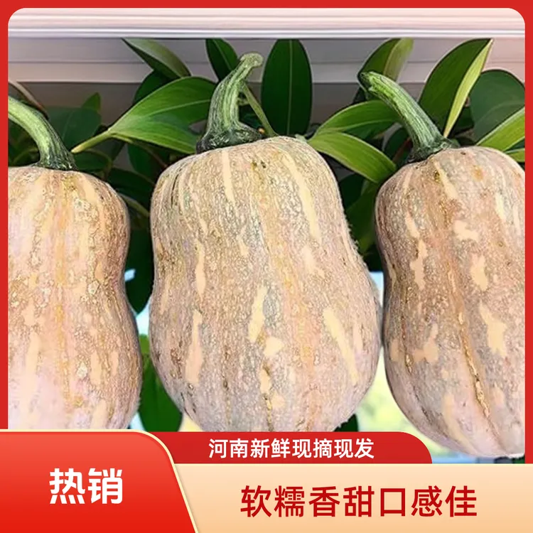 河南新鲜金香贝贝南瓜农家自种软糯香甜现摘现发板栗南瓜当季蔬菜
