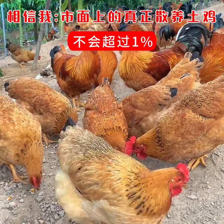 两年农家散养黄油老母鸡新鲜带内脏正宗纯种土鸡中秋佳品顺丰包邮
