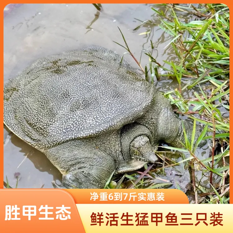 鲜食用生猛甲鱼三只共6-7斤青黑花中华鳖顺丰冷链到家水老鳖
