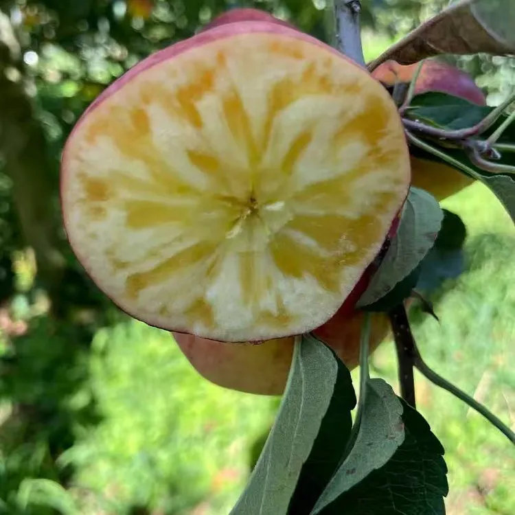 云南昭通高原丑苹果冰糖心红露苹果{025年头茬现摘现发}