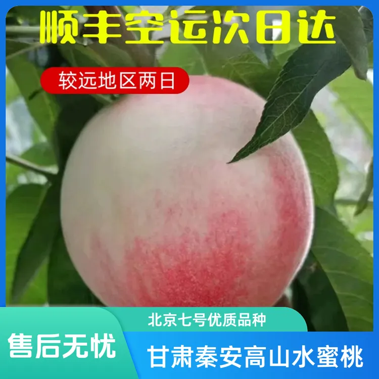 甘肃秦安高山精品水蜜桃【省外拍】