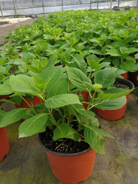 绣球花 台湾白美人