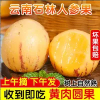 云南石林人参果圆果树上自然成熟清甜多汁净重【50-80】4.5斤
