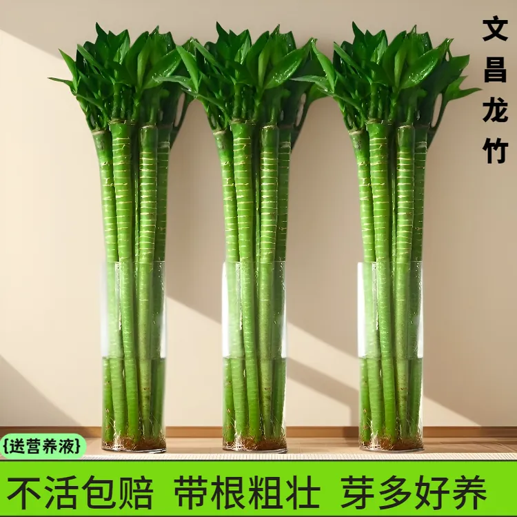 龙竹4支文昌竹节节高带根水养富贵办公室竹室内客厅植物水培植物