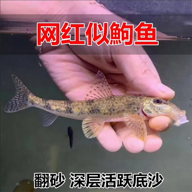 原生似鮈鱼清洁除藻翻砂冷水工具鱼淡水观赏鱼清洁翻沙推土机