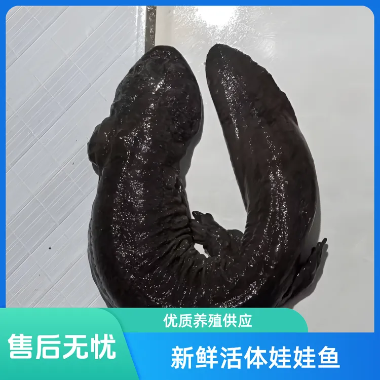 2.5-19.5斤娃娃鱼包活大鲵人工养殖食用生鲜水产顺丰包邮