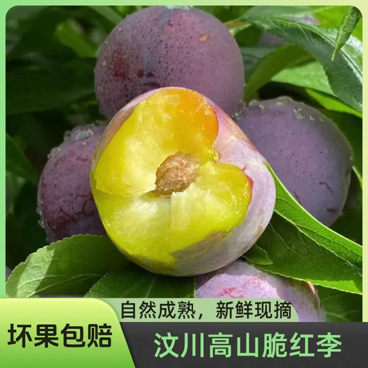 达人专属 【红脆李 】直播专属链接