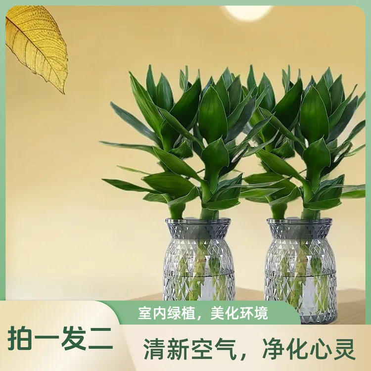 【拍一发二】水培观音竹富贵竹发财树四季常绿观叶植物带盆好养