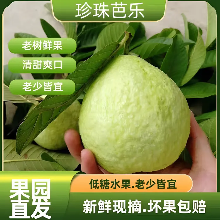 【新人福利5斤】广东南沙正宗番石榴5斤装脆爽新鲜水果白心芭乐批发